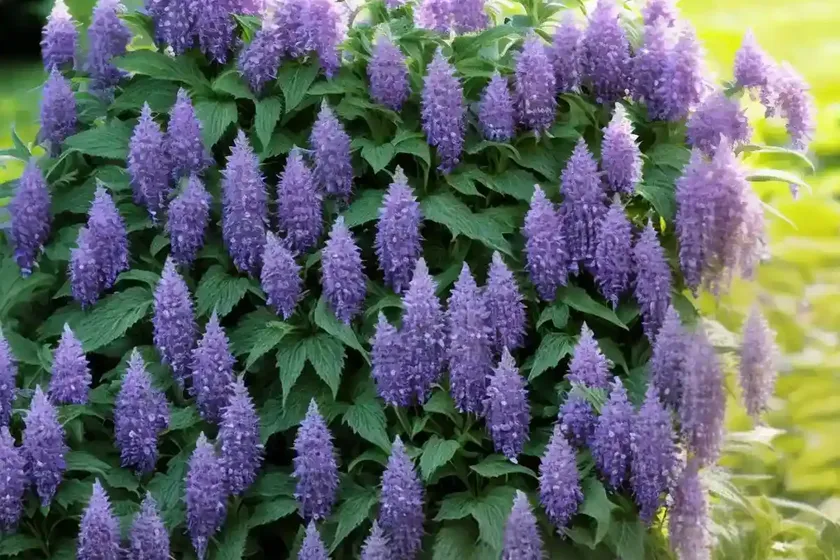 Agastache urticifolia (nettleleaf giant hyssop) — photo 3