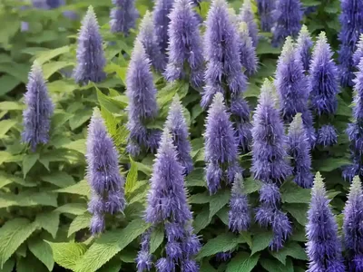 Agastache Urticifolia (Nettleleaf Giant Hyssop)