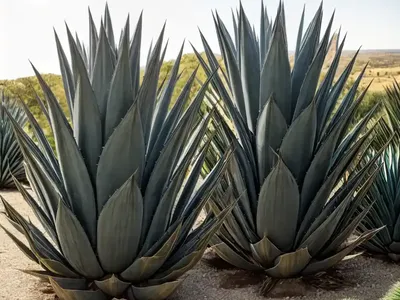 Agave Americana (Century Plant)