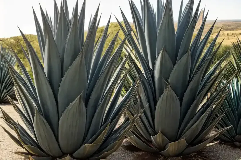Agave americana (century plant)