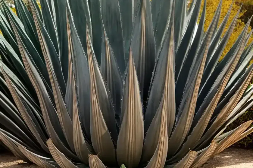Agave americana ‘mediopicta aurea’ (century plant) — photo 2