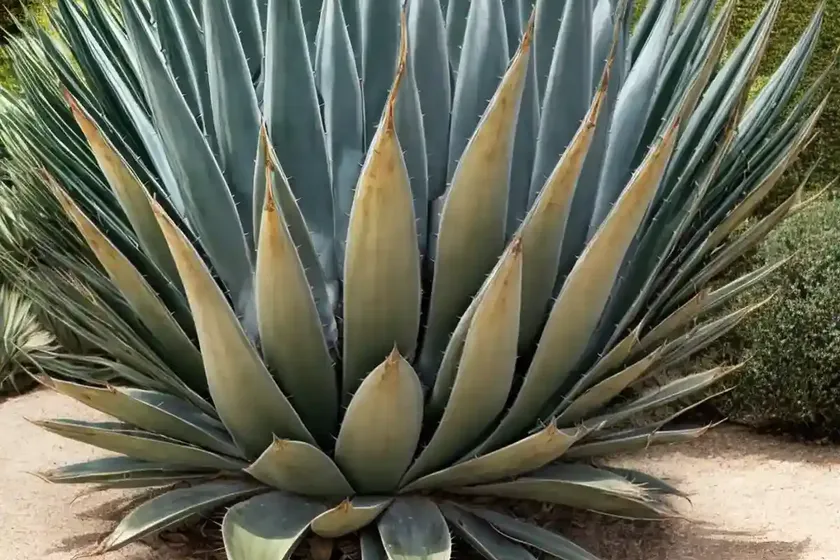 Agave americana ‘mediopicta aurea’ (century plant) — photo 3