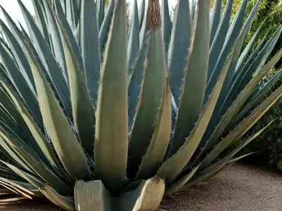 Agave Americana ‘Mediopicta Aurea’ (Century Plant)