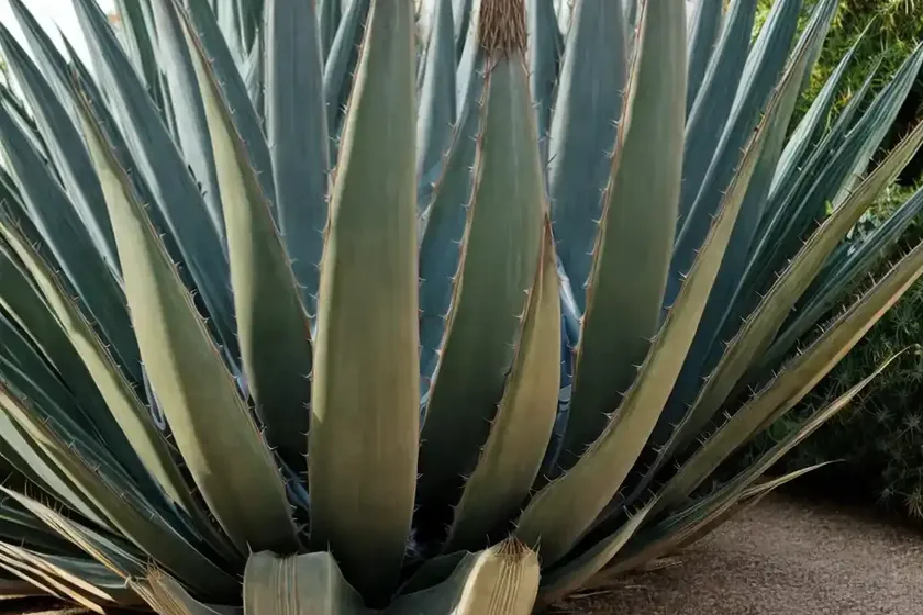 Agave americana ‘mediopicta aurea’ (century plant)
