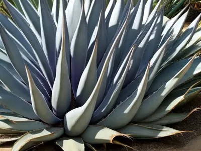 Agave Attenuata ‘Boutin Blue’ (Fox Tail Agave)