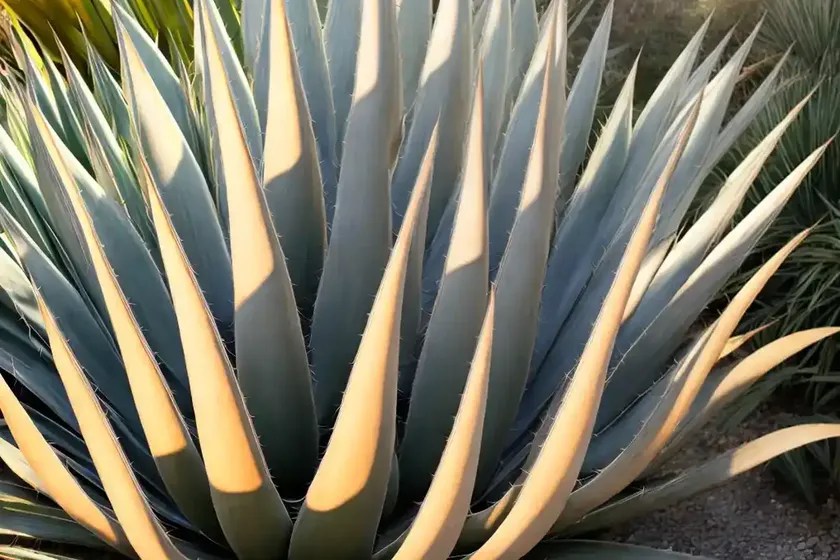 Agave attenuata ‘ray of light’ (fox tail agave) — photo 2