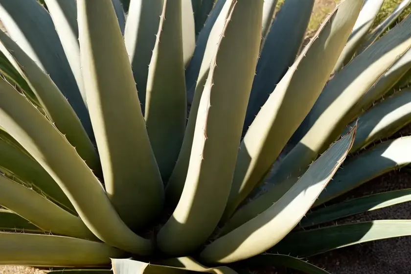 Agave attenuata ‘ray of light’ (fox tail agave) — photo 3