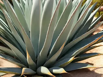 Agave Attenuata ‘Ray Of Light’ (Fox Tail Agave)