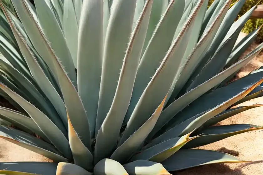 Agave attenuata ‘ray of light’ (fox tail agave)