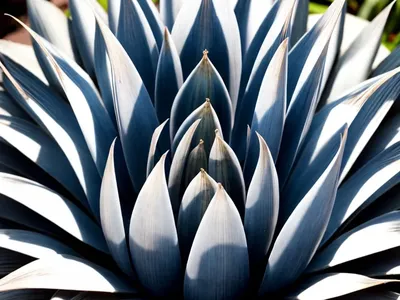 Agave ‘Blue Flame’)