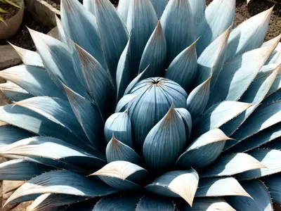 Agave ‘Blue Glow’)