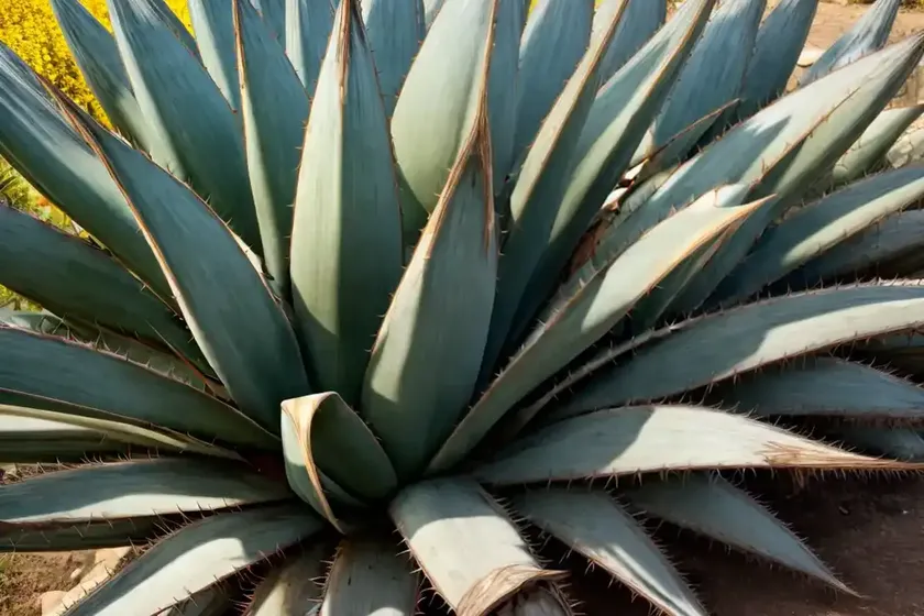 Agave colorata (mescal ceniza)
