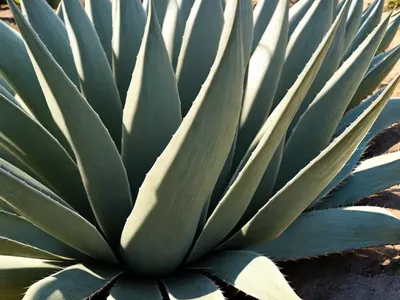 Agave Filifera (Thread Agave)