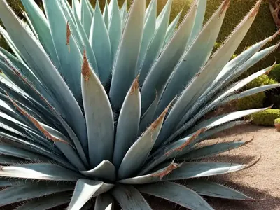 Agave Franzosinii (Majestic Agave)