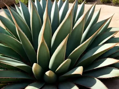Agave ‘Joe Hoak’)