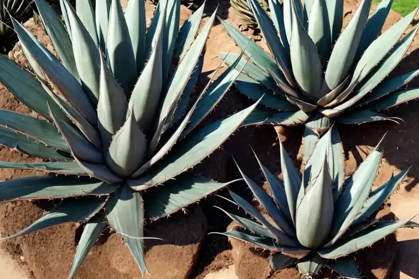 Agave ‘kissho kan’ (butterfly agave) — photo 2