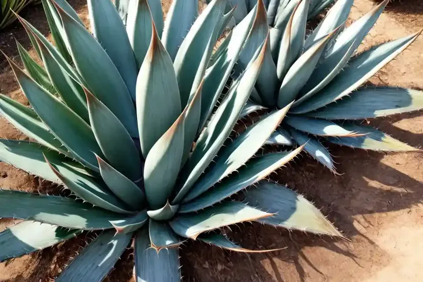Agave ‘kissho kan’ (butterfly agave) — photo 3