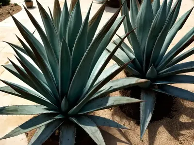 Agave Mitis (Agave Celsii)