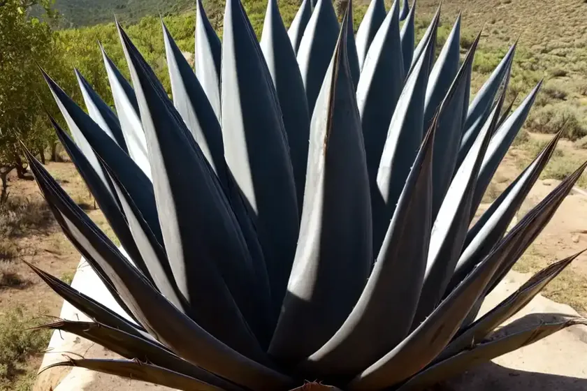 Agave montana (mountain agave) — photo 3