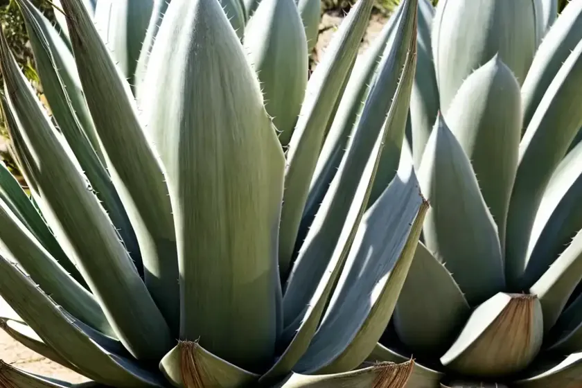Agave nickelsiae (king of the agaves) — photo 2
