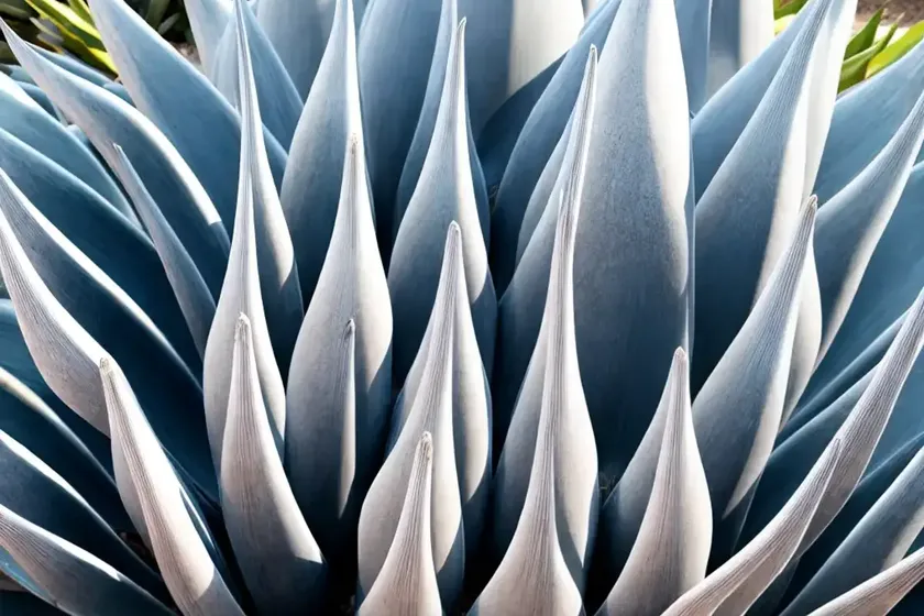 Agave ovatifolia ‘frosty blue’ (whale’s tongue agave) — photo 2