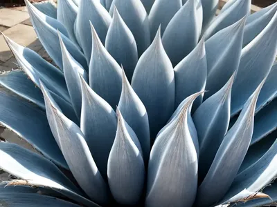 Agave Ovatifolia ‘Frosty Blue’ (Whale’s Tongue Agave)
