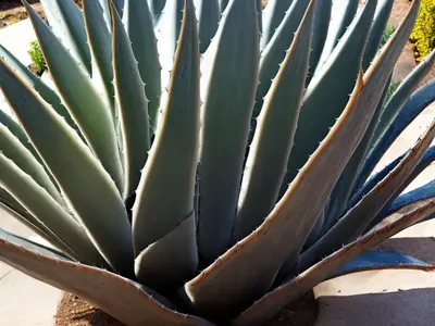 Agave Ovatifolia (Whale’s Tongue Agave)