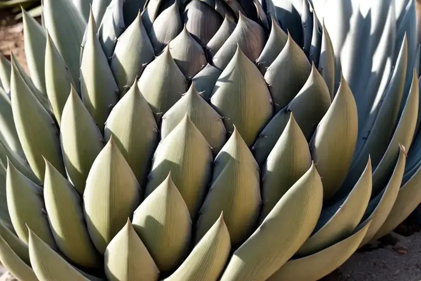 Agave parryi var. truncata (artichoke agave) — photo 2