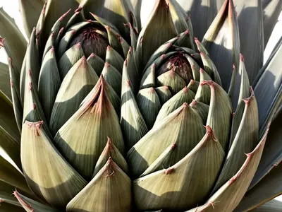 Agave Parryi Var. Truncata (Artichoke Agave)