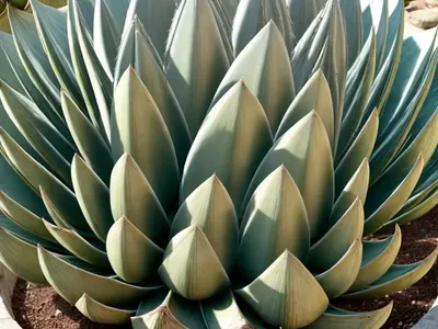 Agave Parryi Var. Truncata ‘Huntington’ (Artichoke Agave)