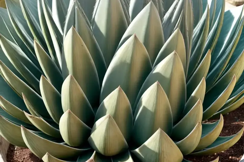 Agave parryi var. truncata ‘huntington’ (artichoke agave)