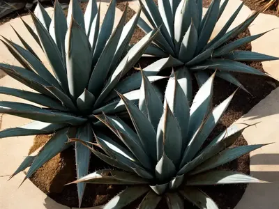 Agave Rum Runner (Agave Isthmensis)