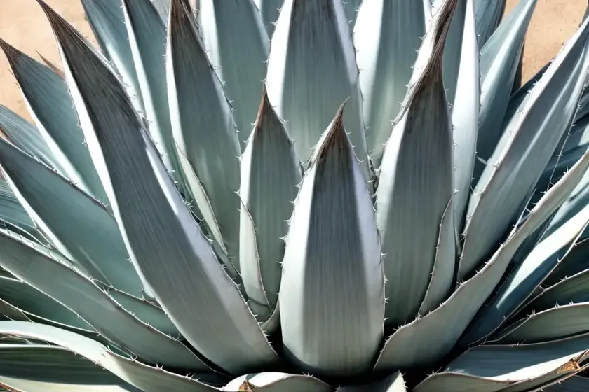 Agave ‘silver surfer’ (agave americana ‘silver surfer’) — photo 2