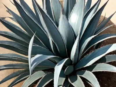 Agave ‘Silver Surfer’ (Agave Americana ‘Silver Surfer’)