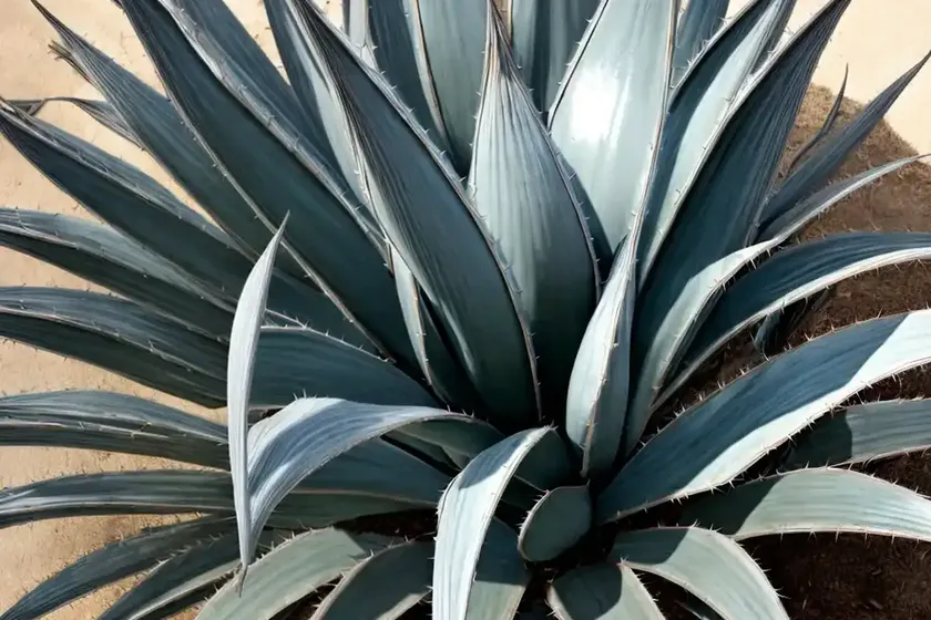 Agave ‘silver surfer’ (agave americana ‘silver surfer’)