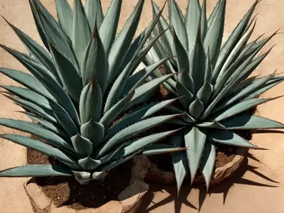 Agave Striata (Narrow Leaf Century Plant)