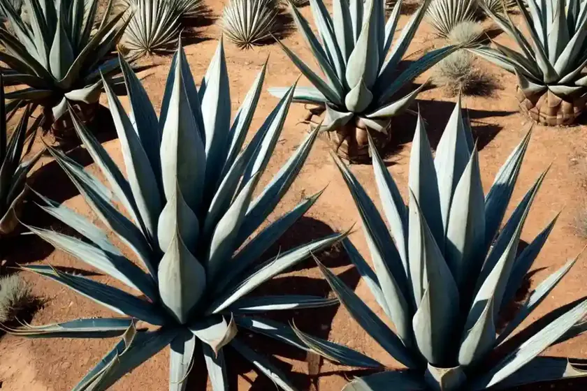 Agave utahensis (utah agave) — photo 2