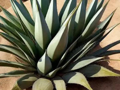 Agave Victoriae-reginae (Agave Victoriae-reginae)