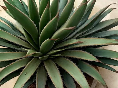 Agave Victoriae-reginae (Queen Victoria Century Plant)