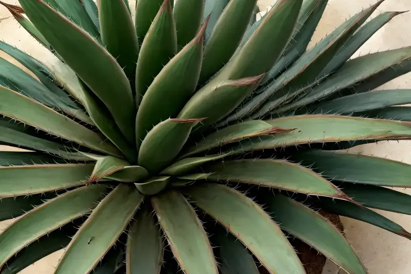 Agave victoriae-reginae (queen victoria century plant)