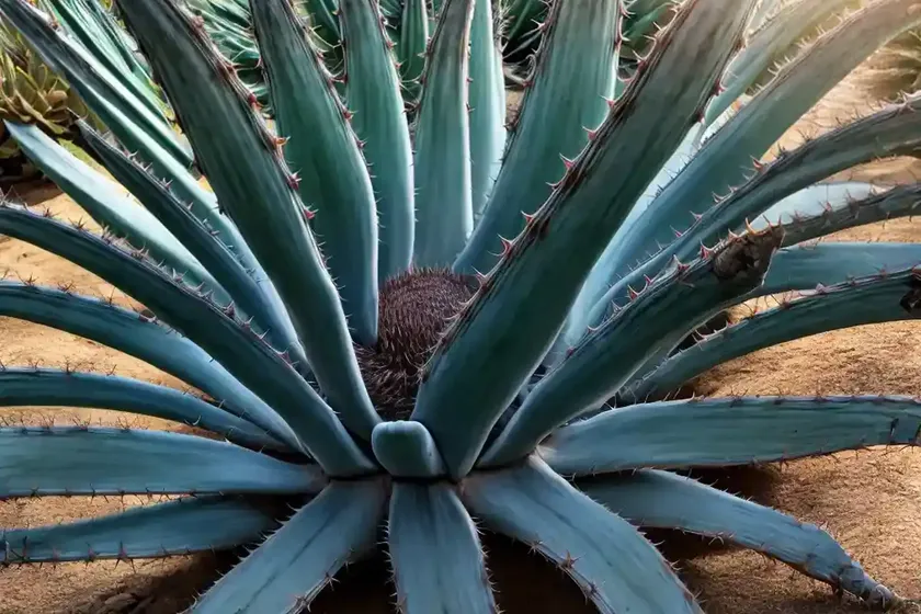 Agave vilmoriniana (octopus agave) — photo 2