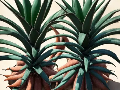 Agave Vilmoriniana ‘Stained Glass’ (Octopus Agave)