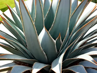 Agave Weberi ‘Arizona Star’ (Weber Agave)
