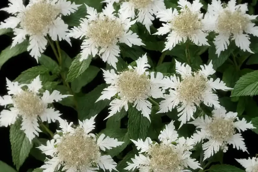 Ageratina altissima (white snakeroot) — photo 2