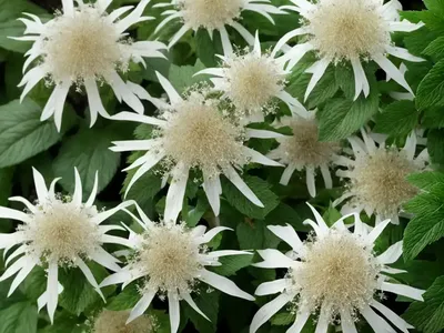 Ageratina Altissima (White Snakeroot)