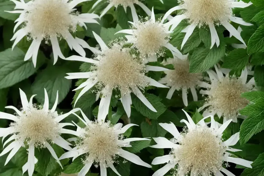 Ageratina altissima (white snakeroot)