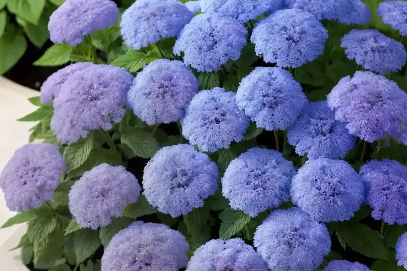Ageratum houstonianum ‘blue horizon’ (floss flower) — photo 3