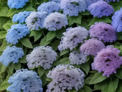 Ageratum Houstonianum ‘Blue Horizon’ (Floss Flower)