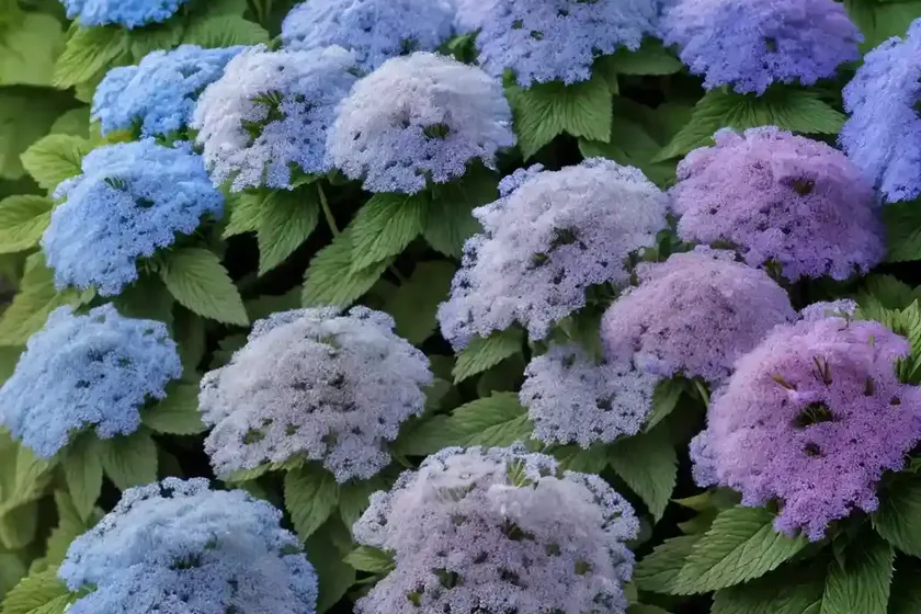 Ageratum houstonianum ‘blue horizon’ (floss flower)
