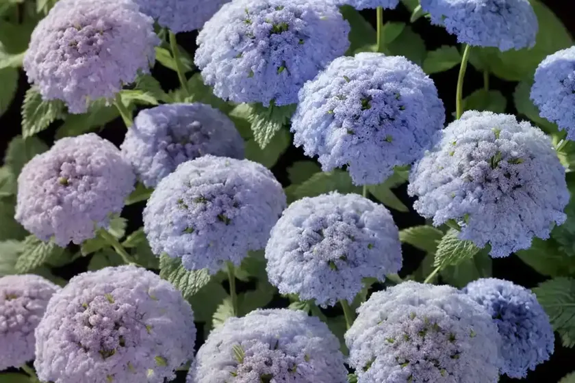 Ageratum houstonianum ‘blue mink’ (floss flower) — photo 2
